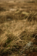 Fototapeta premium Scotland