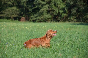 Naklejka premium Hund beim Apportieren
