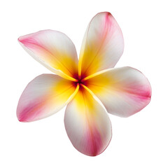 frangipani plumeria flower isolated on transparent background