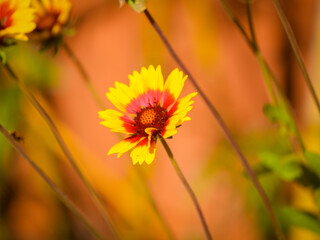 Gaillardia pulchella