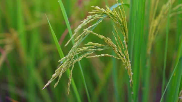 Rice for harvest growing in field