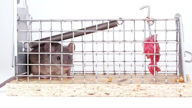 House mouse caught in live capture mouse trap. A cute little rodent on a white background. Human way to catch a mouse in box trap. Lab, laboratory mouse. 