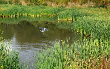 wet biotope,feuchtbiotop