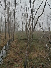 trees in the forest
