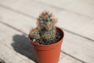 kaktus Mammillaria 