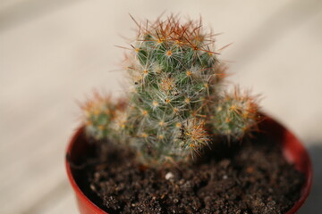 kaktus Mammillaria 