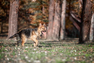 Naklejka na ściany i meble German Shepherd dog runs in the park in autumn on a sunny day