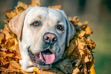 autumn an adult Labrador dog of fawn color smiling with a wreath of yellow maple leaves around his neck