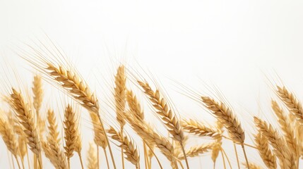 Wheat spikelets isolated on white background. Neural network AI generated art