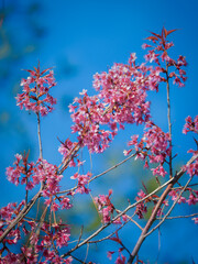 Winter cherry blossoms in full bloom