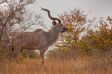 Greater Kudu (Tragelapus strepsiceros)