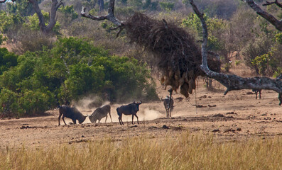 Fighting Wildebeest 3631