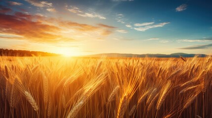 Obraz premium image peaceful scene of wheat field at sunrise. amidst the wheat stalks