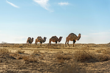 caravan of four wild camels is walking in the middle of the desert.