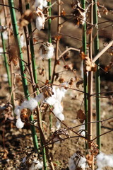 Cotton Cultivation