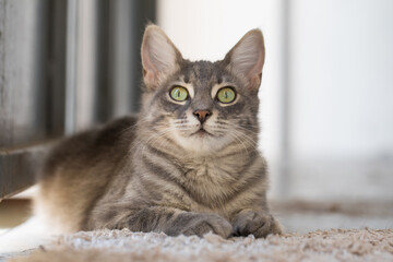 Furry cat pet indoor portrait