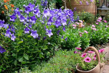 Fototapeta na wymiar Blumenbeet im Garten mit vielen bunten Pflanzen