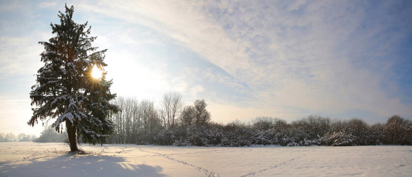 Fichtenbaum in Winterlandschaft bei Sonnenlicht, Panorama, Bayern, Deutschland, 