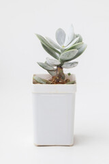 Adromischus Leucophyllus succulent houseplant in white plastic pot on white background