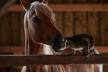 Tierische Freunde. Schönes Pferd schnuppert an getigerter Katze