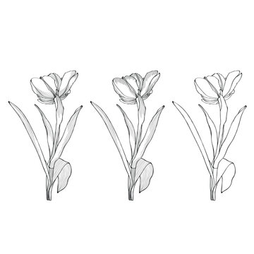 Spring tulips flowers, black outline on white background. Spring summer flowers vector illustration.