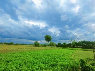 green field and sky