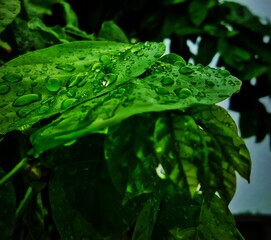 leaf with drops