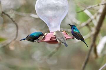 Two hummingbird bird with pink flower. hummingbirds Fiery-throated Hummingbird, flying next to beautiful bloom flower
