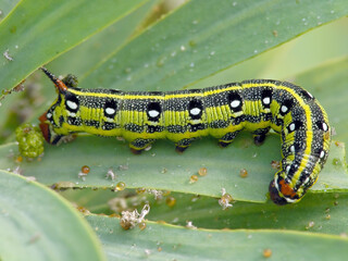 Spurge Hawk-moth (Hyles euphorbiae) caterpillar moth of Sphingidae family eating spurge (Euphorbia), Canary Islands, Fuerteventura.