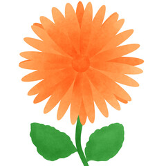 orange flower 