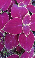 Colorful Coleos Plant in Garden