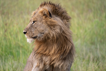 Male Lion, Serengeti Tanzania