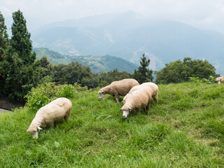 Obraz premium Cute sheep in Cingjing farm