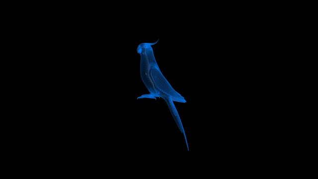 4k Cockatiel Bird technology video. Cockatiel Bird technology video, Cockatiel Bird 360 turn, Cockatiel Bird wireframe video