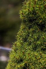 close up of green pine tree with detail.