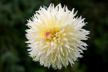 White cactus dahlia flower