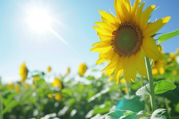 Sunflower Field and Bright Blue Sky: Summer Happiness

