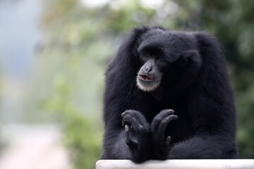 手を組むフクロテナガザルのポートレート
