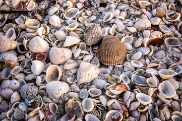 Full frame shot of different kinds of shells on a beach in Florida