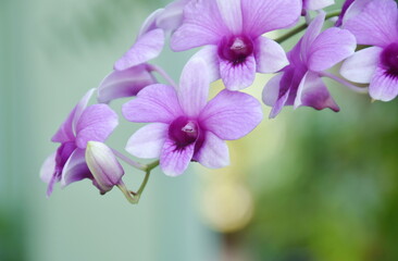Fototapeta na wymiar Dendrobium orchid blooming on branch in garden