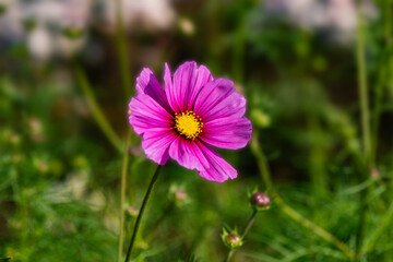 Obraz premium In summer, the Gesang flowers bloom in urban parks