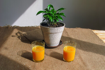Two glasses of freshly made orange juice. Freshly made orange juice. Pot of indoor tangerines
