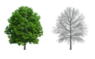 Obraz premium 3d rendering tree isolated cut background