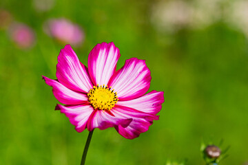 Obraz premium In summer, the Gesang flowers bloom in urban parks