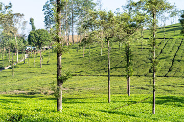 Fototapeta na wymiar Tea Plantation in Munnar, Kerala.