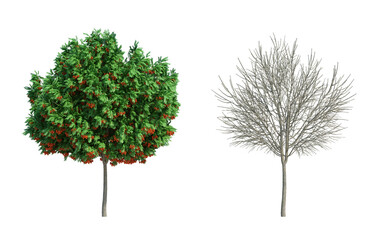 Obraz premium 3d rendering tree isolated cut background