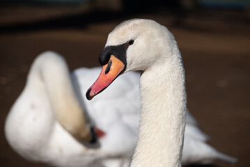 Obraz premium close-up portrait of a white swan's head