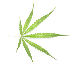 Green marijuana or cannabis sativa leaf isolated on white background.