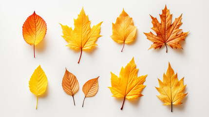Autumn leaves. Yellow autumnal garden leaf, red fall leaf and fallen dry leaves. Botanical forest plants or  tree foliage , Generate AI