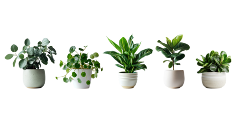Set of Green plants in potted for interior decoration isolated on transparent png background, Houseplant for decorated in bedroom or living room, minimal natural health concept.